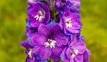 Delphinium pacific