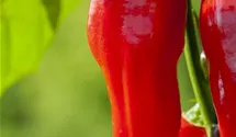 Capsicum annuum 'Demetra'
