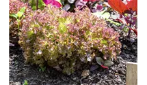 Lactuca sativa var. crispa 'Lollo rosso'