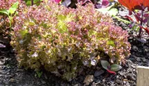 Lactuca sativa var. crispa 'Lollo rosso'