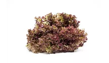 Lactuca sativa var. crispa 'Lollo rosso'