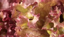 Lactuca sativa var. crispa 'Lollo rosso'