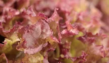 Lactuca sativa var. crispa 'Lollo rosso'