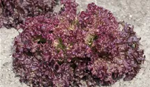 Lactuca sativa var. crispa 'Lollo rosso'