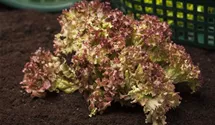Lactuca sativa var. crispa 'Lollo rosso'