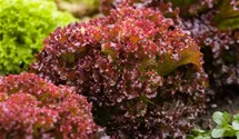 Lactuca sativa var. crispa 'Lollo rosso'