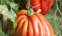 Solanum lycopersicum Fleischtomate