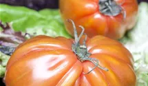 Solanum lycopersicum Fleischtomate
