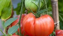 Solanum lycopersicum Fleischtomate
