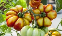 Solanum lycopersicum Fleischtomate