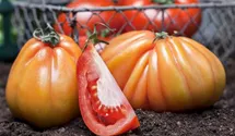 Solanum lycopersicum Fleischtomate