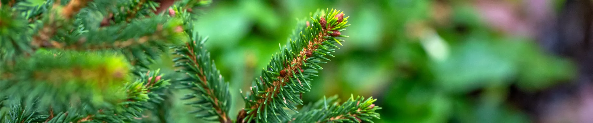 Picea abies 'Will´s Zwerg'
