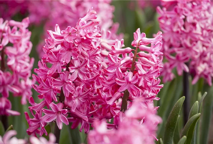 Frühblühende Zwiebeln bringen Farbe in den Frühling