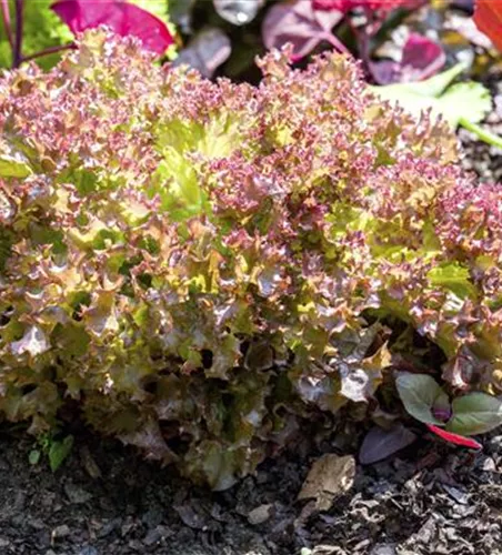 Lactuca sativa var. crispa 'Lollo rosso'