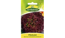 Lactuca sativa var. crispa 'Lollo rosso'