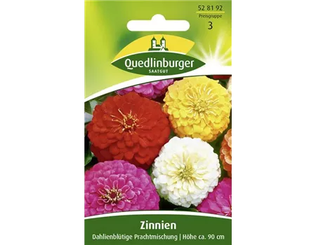 Dahlienblütige Zinnie-Samen