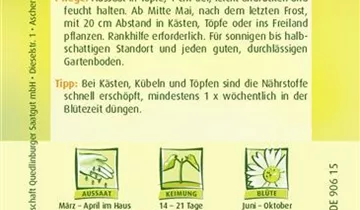 Schlingpflanze, einjährig