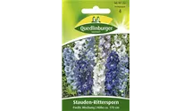 Delphinium pacific