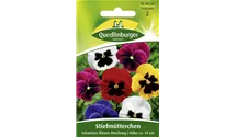 Viola x wittrockiana 'Schweizer Riesen'
