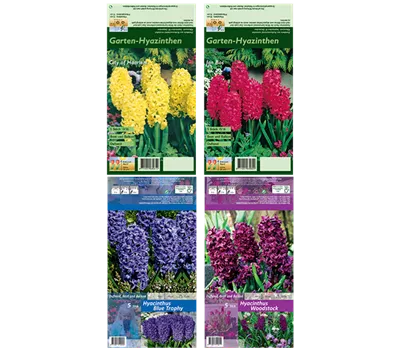 Blumenzwiebel Set 'Chaotic Prince'