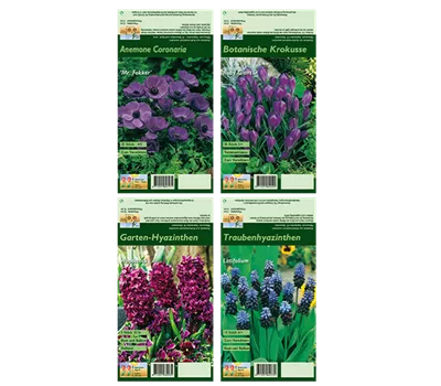 Blumenzwiebel Set 'Crazy Purple'