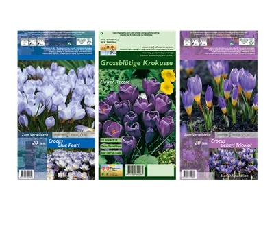 Blumenzwiebel Set 'Farbenvielfalt'