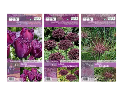 Blumenzwiebel Set 'Lilac Specials'