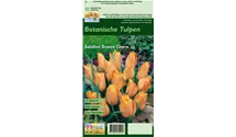 Blumenzwiebel Set 'Rainbow'