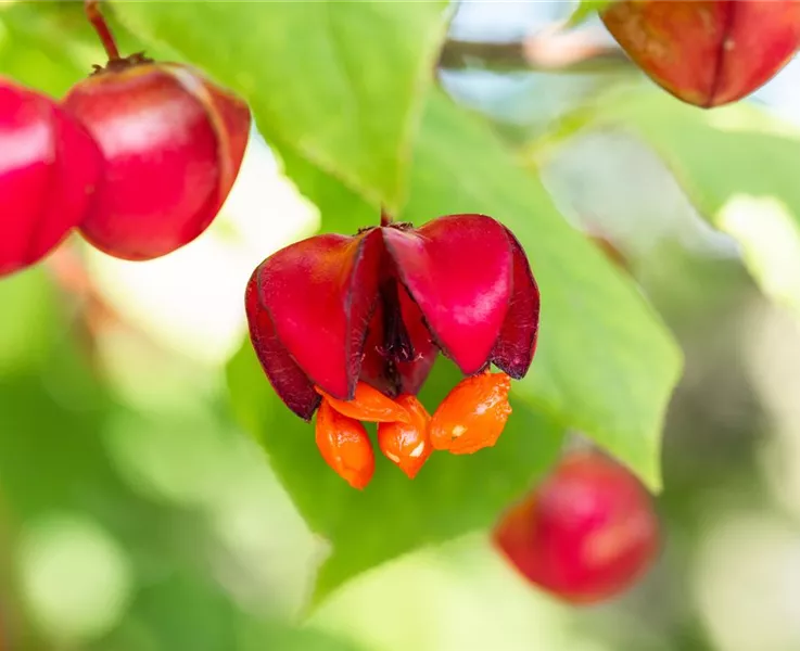 Wildgehölze bereichern den Garten