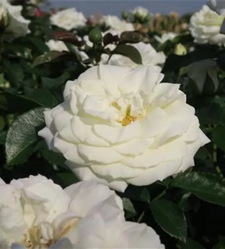 Beetrose 'Alabaster'® Beetrose 'Alabaster'®