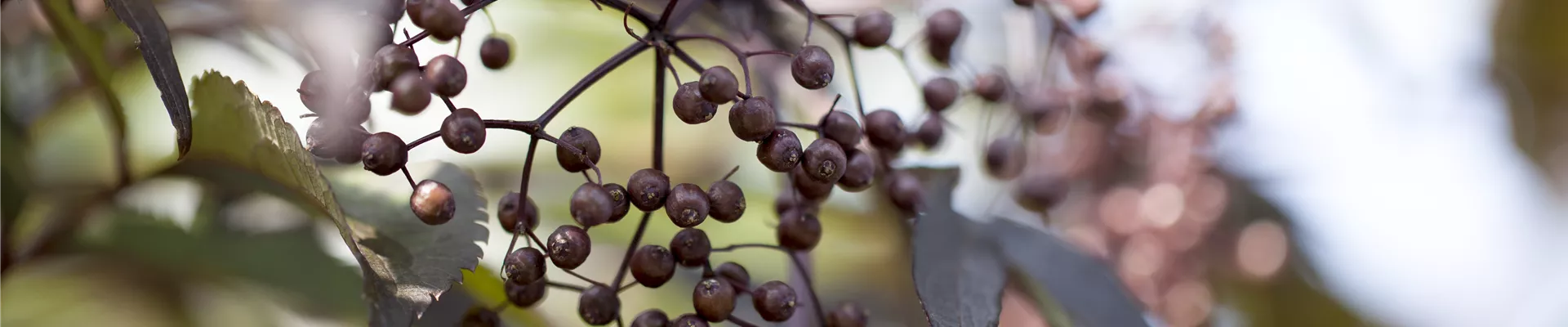 Sambucus nigra 'Black Lace'(s)