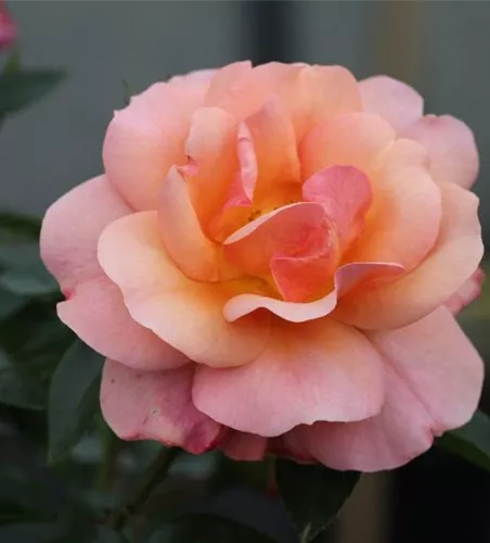 Beetrose 'Aprikola'® Beetrose 'Aprikola'®