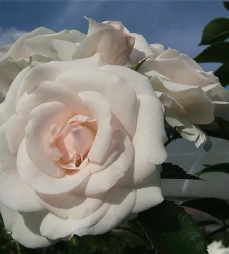 Beetrose 'Aspirin-Rose'® Beetrose 'Aspirin-Rose'®