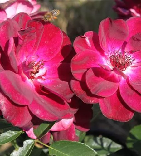 Beetrose 'Burgundy Iceberg'® Beetrose 'Burgundy Iceberg'®