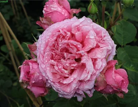 Kletterrose 'Bienvenue'®