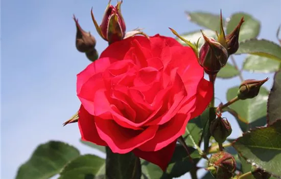 Beetrose 'Black Forest Rose'®