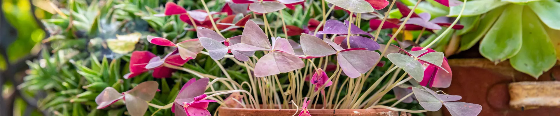 Oxalis triangularis subsp. papilionacea