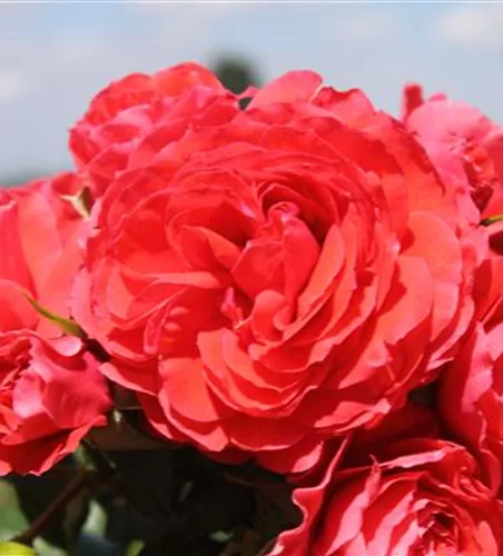 Beetrose 'Cherry Girl'® Beetrose 'Cherry Girl'®