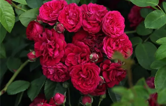 Kletterrose 'Chevy Chase'