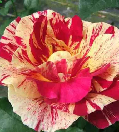 Beetrose 'Edgar Degas'® Beetrose 'Edgar Degas'®