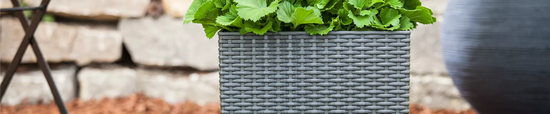 Blumenkasten mit Pelargonium