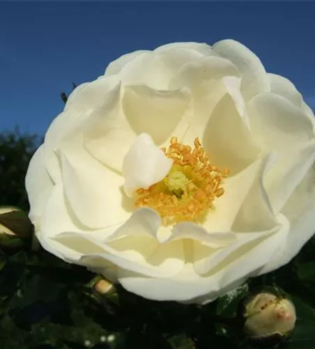 Beetrose 'Innocencia'® Beetrose 'Innocencia'®