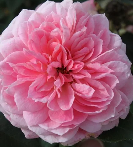 Beetrose 'Kurfürstin Sophie'® Beetrose 'Kurfürstin Sophie'®