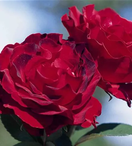 Beetrose 'Heinz Winkler'® Beetrose 'Heinz Winkler'®