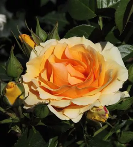 Beetrose 'Hansestadt Rostock'® Beetrose 'Hansestadt Rostock'®