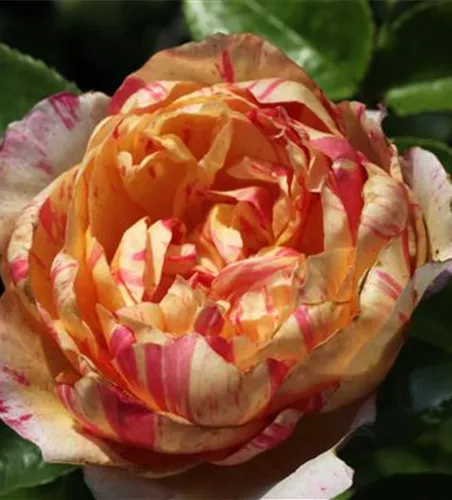 Kletterrose 'Julie Andrieu'®