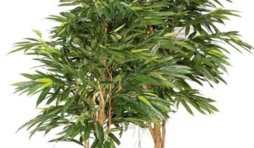 fleur ami LONGIFOLIA ROYAL Kunstpflanze