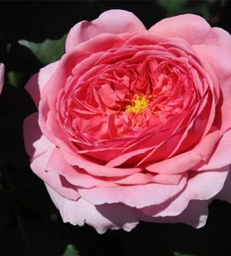 Strauchrose 'Princess Alexandra of Kent'