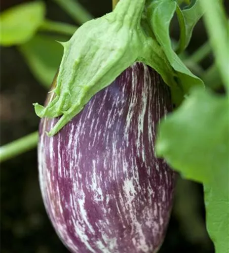 Solanum melongena 'Rania'