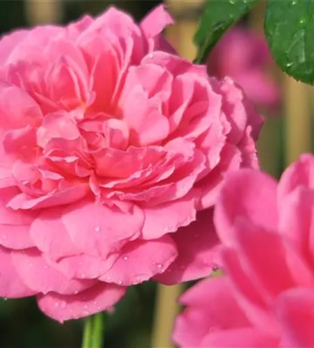 Edelrose 'Saint-Exupéry'® Edelrose 'Saint-Exupéry'®